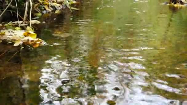 Creek na Floresta do Outono. Panning . — Vídeo de Stock