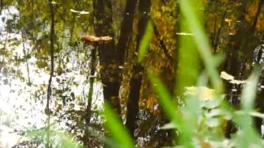 Creek sonbahar ormanın içinde. Yatay kaydırma.