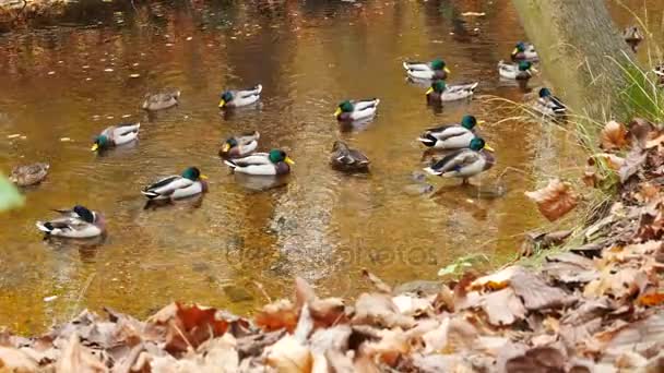 Patos en el río en la temporada de otoño. Panorama . — Vídeo de stock