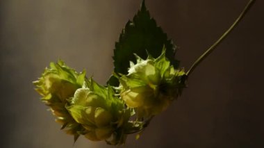 Atlama koniler detayını. Dolly Shot.Dolly atlama koşma vardır.