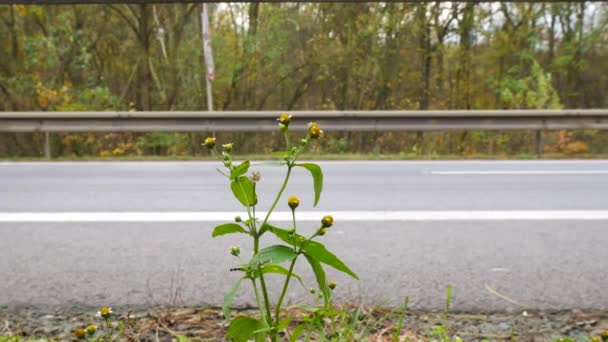 Szczegóły zakładu przy drodze o dużym natężeniu ruchu. Z dźwiękiem. Strzał z Dolly. — Wideo stockowe