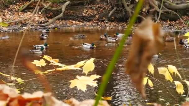 Patos no rio na temporada de outono. Panning . — Vídeo de Stock