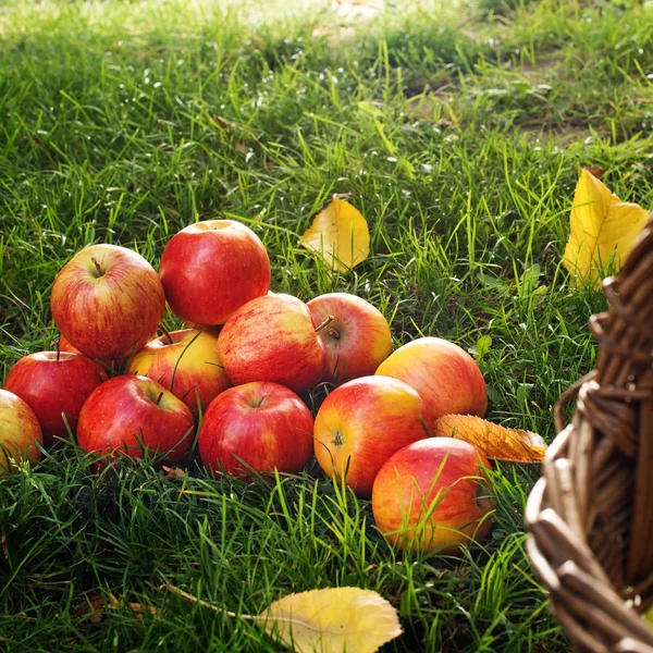 在花园的草地上的红苹果 — 图库照片