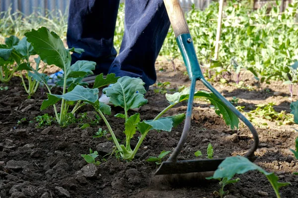 Mann hackt Kohlrabi-Pflanze im Garten. — Stockfoto