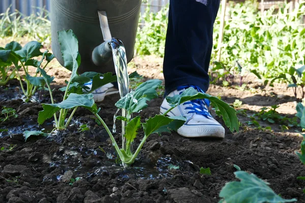 Mannen vattning i kålrabbi sängen på våren. — Stockfoto