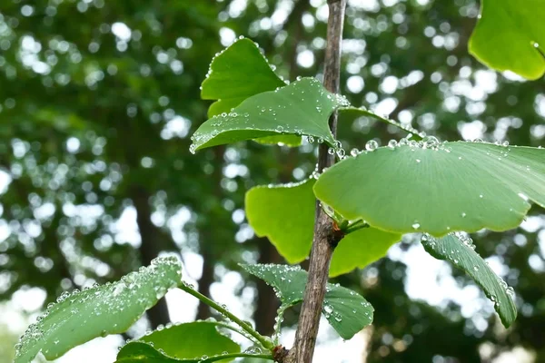 Dettaglio del piccolo albero di ginkgo dopo la pioggia — Foto Stock