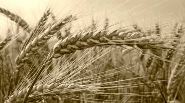 Detail of Wheat Field before Harvest. clipart