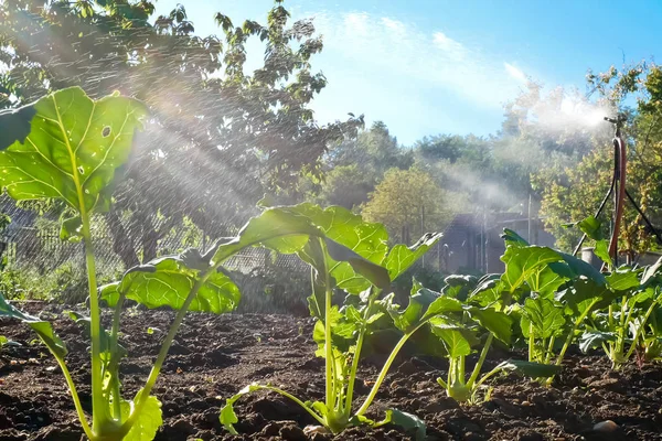 Gemüsegießen im Garten der Familie. — Stockfoto