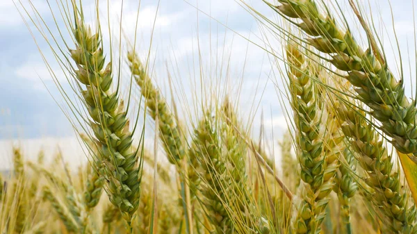 Dettaglio del campo di grano prima del raccolto . — Foto Stock