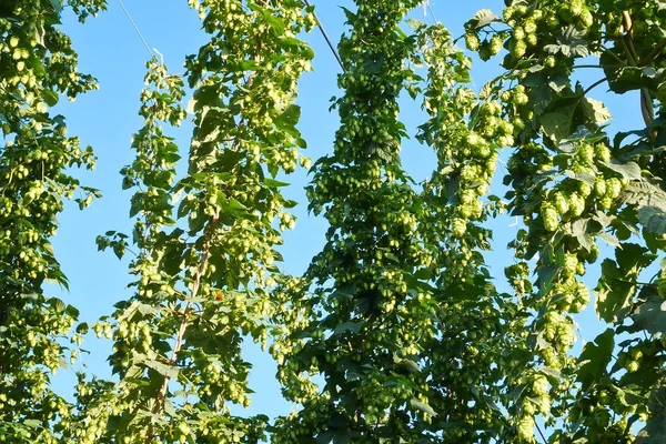 Detail of Hop Field During Vegetation in the Sunny Day — Stock Photo, Image