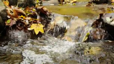 Creek sonbahar ormanın içinde. Yatay kaydırma.