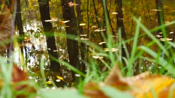 Ainda riacho na floresta de outono. Panning . — Vídeo de Stock