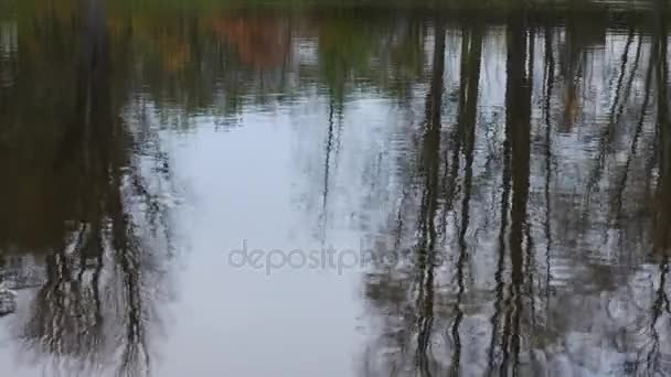 Pierre jetée dans le reflet des arbres sur la surface de l'eau. Aucun mouvement de caméra .