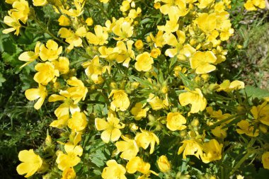 Ayrıntı Kanarya düğün çiçeği çiçek. Gran Canaria.