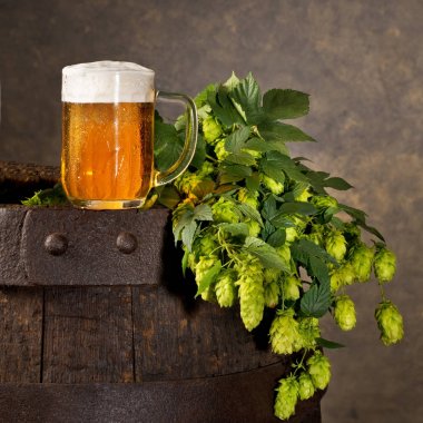 bira cam ve hop koniler ile natürmort