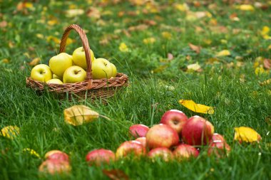 Bahçedeki çimlerin kırmızı elmalar