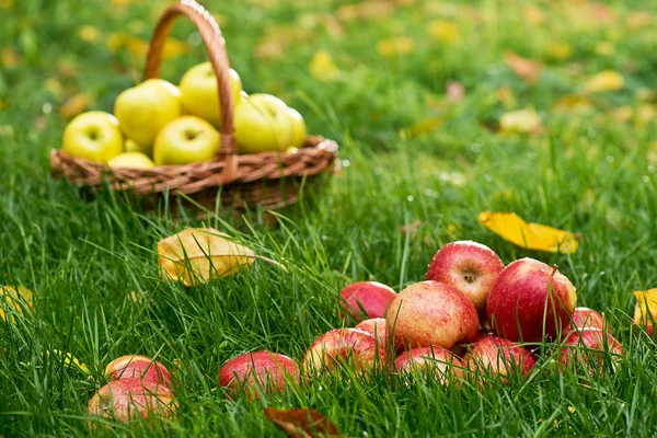 Röda äpplen i gräset i trädgården — Stockfoto