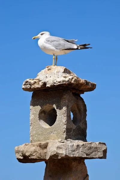 European Herring Gull Sitting Down on the Chimnery. — Stock Photo, Image