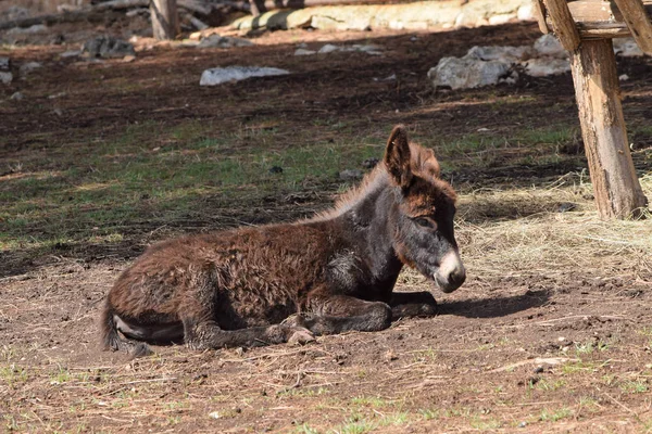 Small Donkey Foal Laing in the Paddock. — Stock Photo, Image
