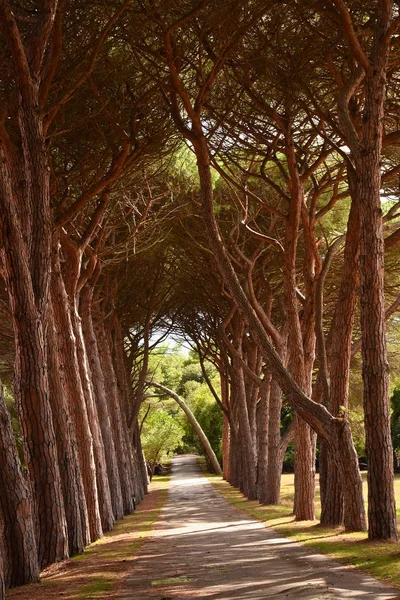 Pine Alley em Brijuni Island, na Croácia . — Fotografia de Stock