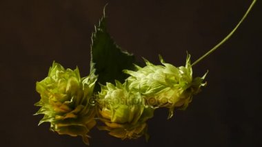 Atlama koniler detayını. Dolly Shot.Dolly atlama koşma vardır.