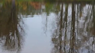 Ağaçlar su yüzeyinde yansımasıdır. Hiçbir kamera hareketi.