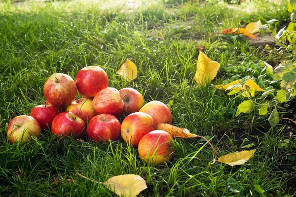 Haufen roter Äpfel im Gras. — Stockfoto