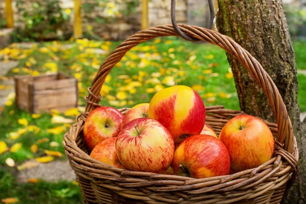 花园里有红苹果的柳条篮子. — 图库照片