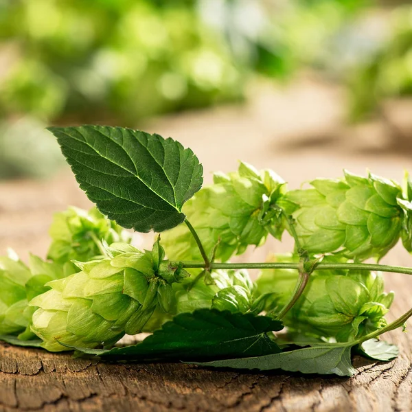 Detail van de hopbellen op de houten bureau — Stockfoto