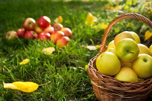 Wiklinowy kosz z żółtym jabłka w ogrodzie. — Zdjęcie stockowe