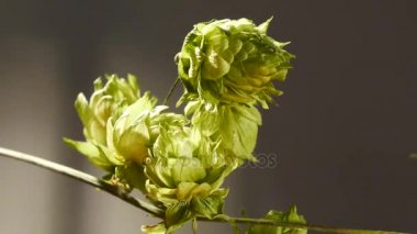 Atlama koniler detayını. Dolly Shot.Dolly Hop çalışan vardır.