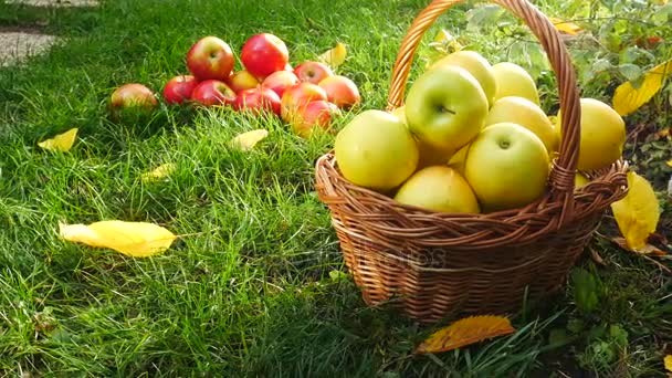 Žlutá Jablka Koše Garden Panning — Stock video