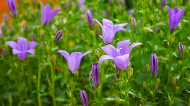 Detalj Bellflower Trädgården Panorering — Stockvideo