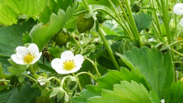 Φράουλα Φυτό Στον Κήπο Την Άνοιξη Panning — Αρχείο Βίντεο
