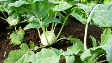 Sabah Garden'da fabrikasında yetiştirilmektedir. Yakınlaştır.