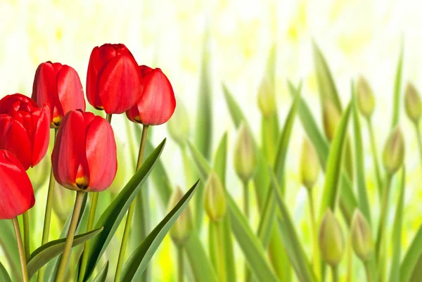 Tulipas vermelhas na cama de flores no jardim . — Fotografia de Stock