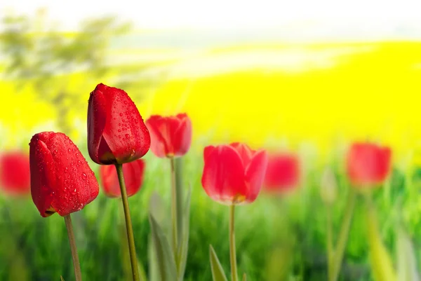 Два червоні тюльпани на жовтому тлі — стокове фото