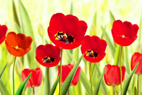 Lit de fleurs de tulipes rouges au printemps — Photo