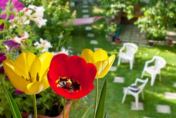 花园里红黄相间的郁金香 — 图库照片