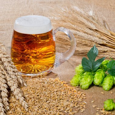 bardak bira ve bira üretimi için ham maddeler
