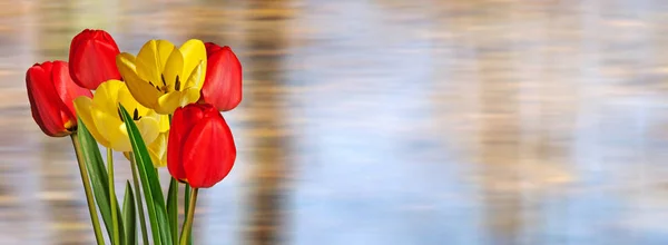 Красные и жёлтые тюльпаны на несфокусированном фоне . — стоковое фото