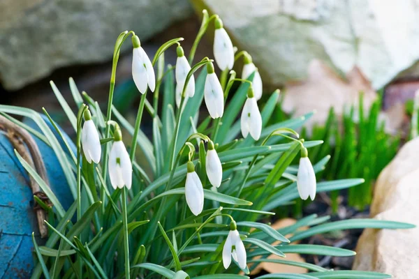 Dettaglio dei bucaneve in giardino durante l'irrigazione — Foto Stock