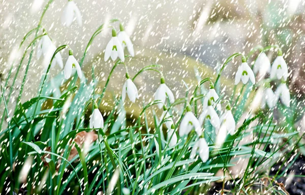 Gotas de nieve en el jardín en la nevada —  Fotos de Stock