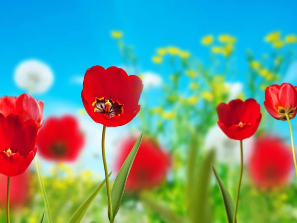 Červené tulipány na louce v jarní. — Stock fotografie