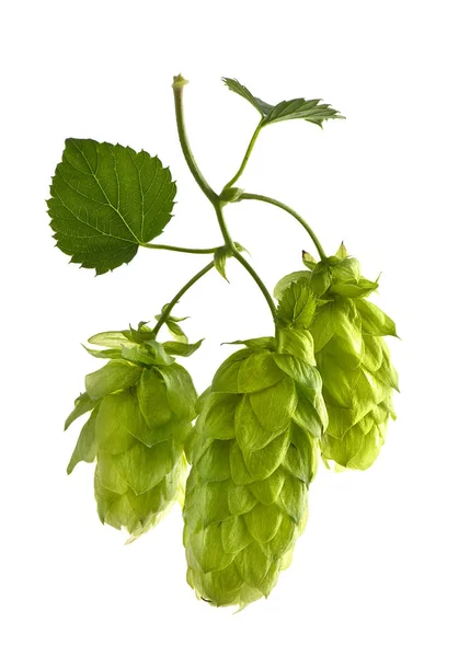 Hop Cones Isolated on the White Background. — Stock Photo, Image