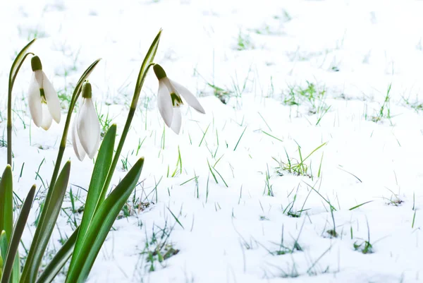 Sněženky v zahradě na sněhu. — Stock fotografie