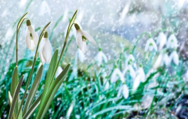 Snowdrops in the Garden in the Snowfall clipart