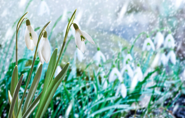 Snowdrops in the Garden in the Snowfall
