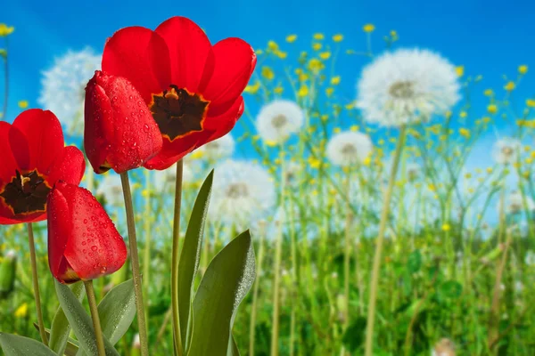 春の草原で赤いチューリップ — ストック写真