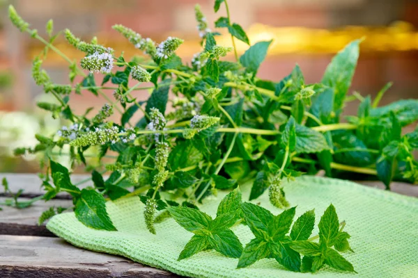 Pepermunt Plant op de groene handdoek in de tuin — Stockfoto